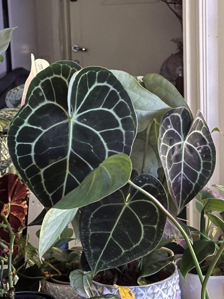 Some Aroids 🌱