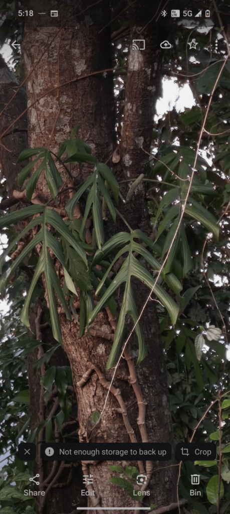 ID?