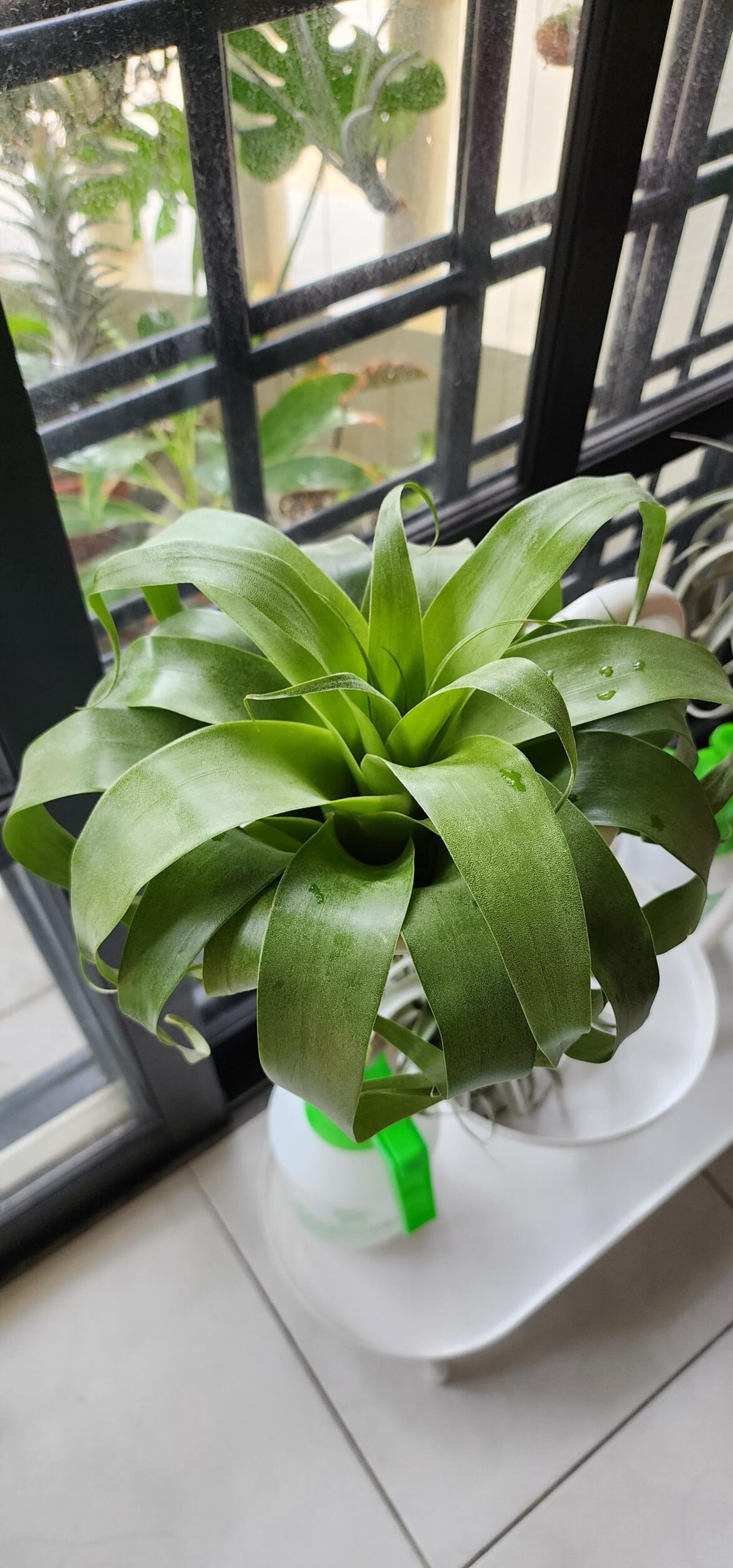 Anyone growing T. Samantha? I've had this plant for almost 6 months and it has not grown very much. I've read that they thrive when potted. If I do pot it, do I water the media and not the plant or both just like neoregelias?