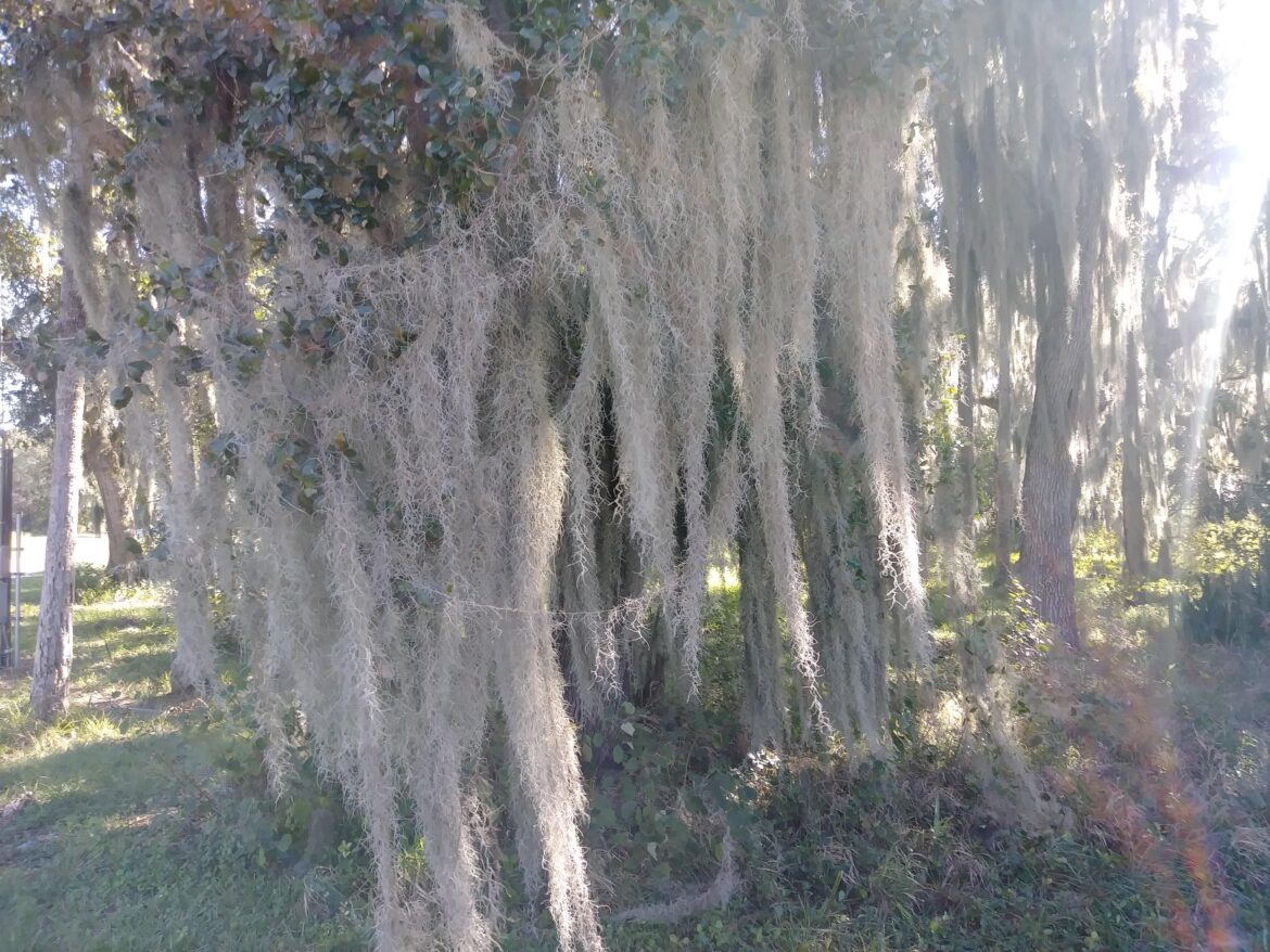 More Spanish Moss