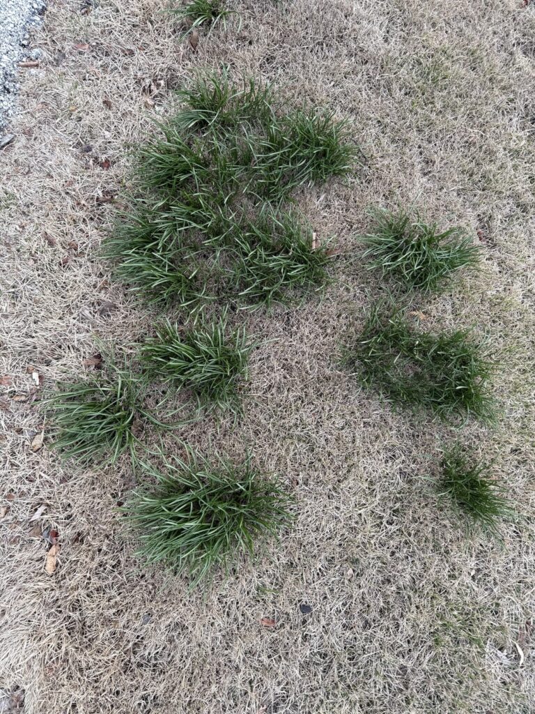 What in the world is this stuff and more importantly how do I get rid of it? What in the world is this stuff and more importantly how do I get rid of it?