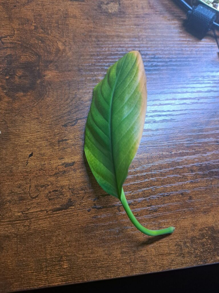 Can I prop this peace lily leaf? Can I prop this peace lily leaf?