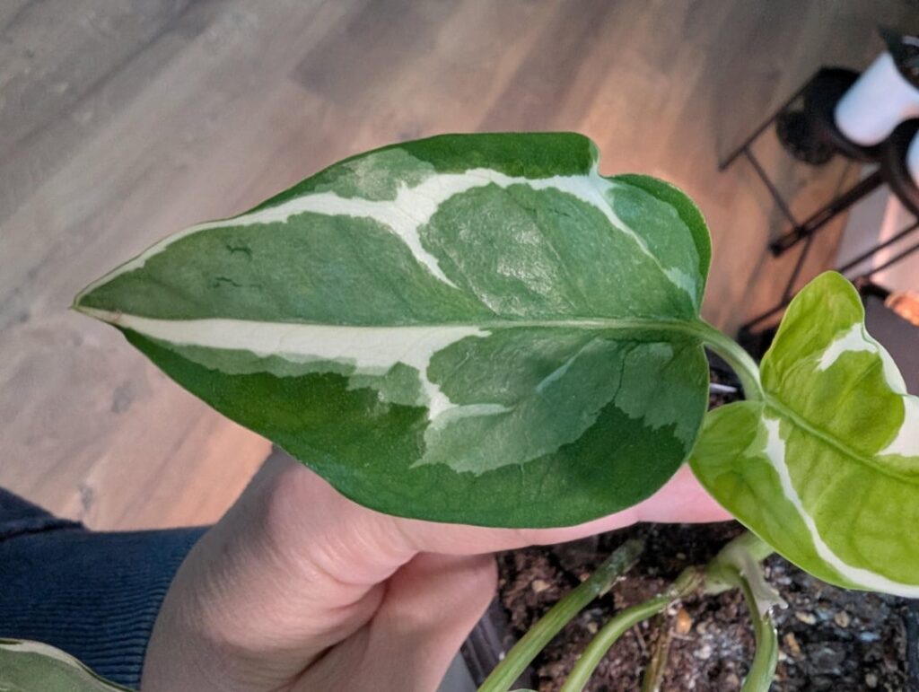 Is this a Glacier Pothos?