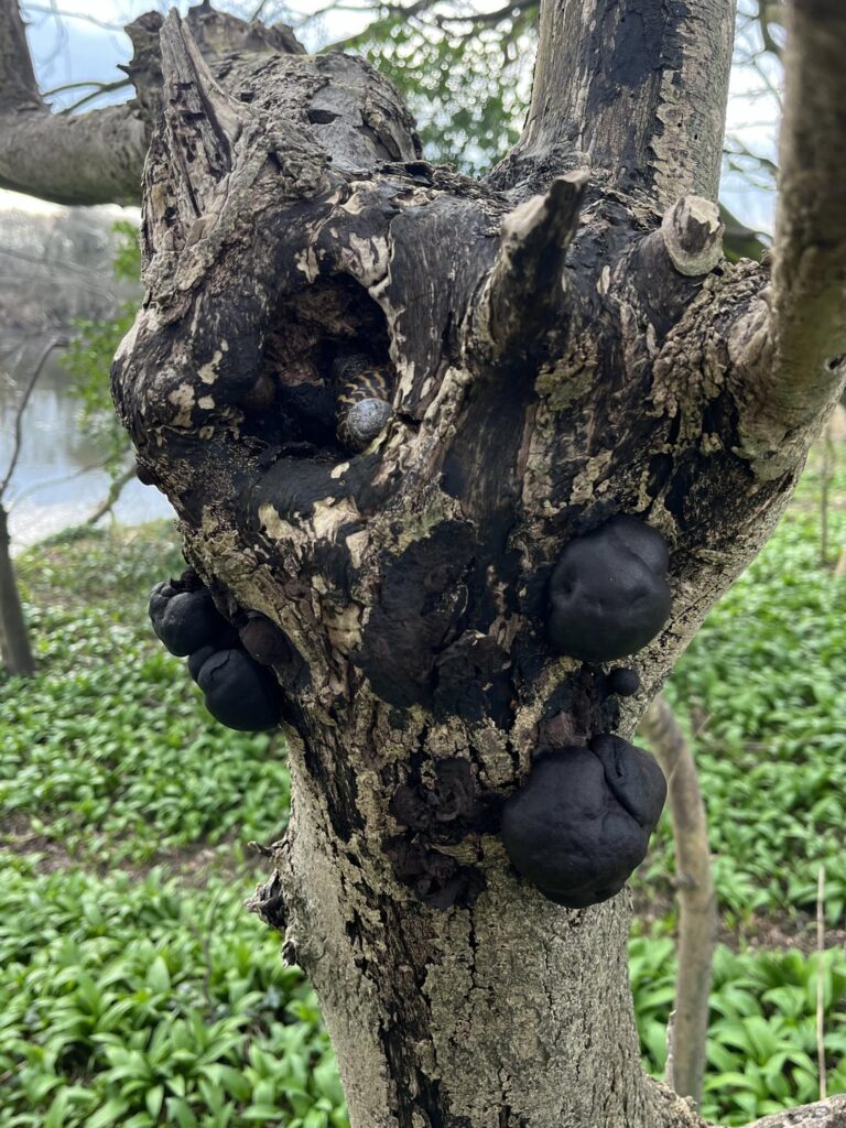 What disease does this tree have?