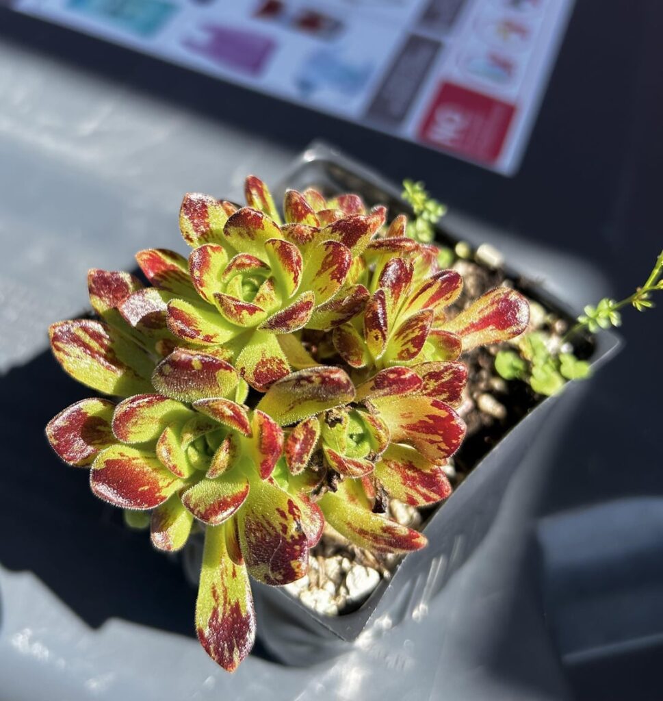 Experiments in breeding aeonium for leaf markings/patterns