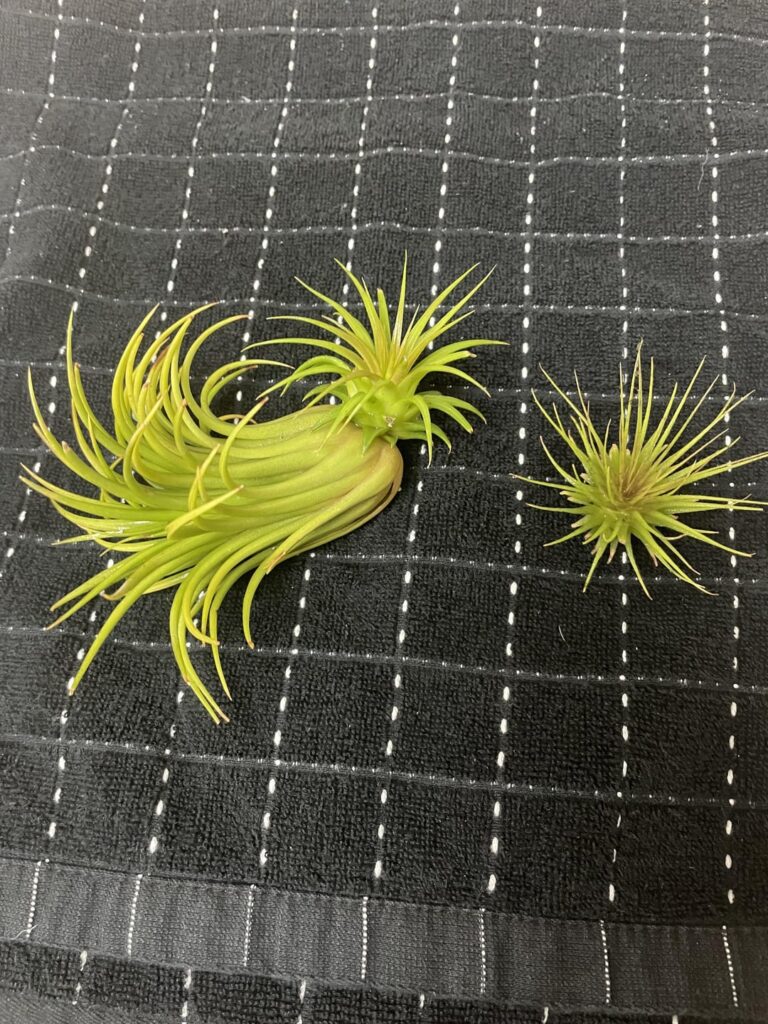 Forgot about my air plants and soaked them outside overnight π Forgot about my air plants and soaked them outside overnight π