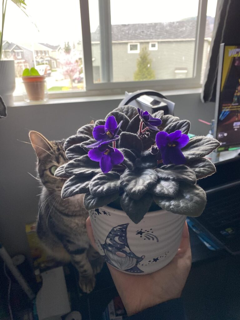 Beautiful Blooms