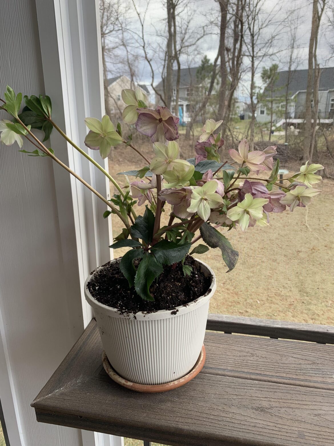 What is this? Currently blooming in zone 7b