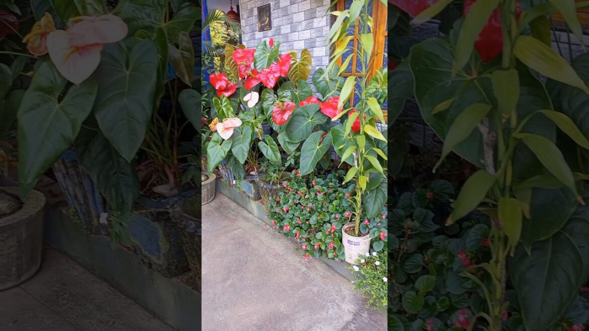 House Gardening Plans | Botany | Doc's Care Insight #plants