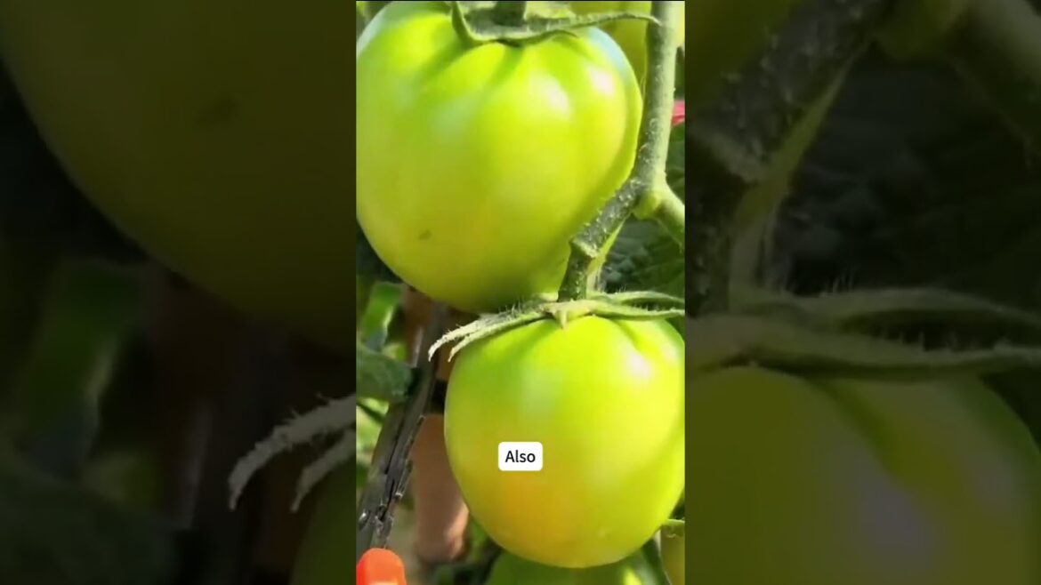 Tomato Growing Tips: How to Grow Tomatoes at Home #growtomatoes #gardeningtips #vegetablegardening Tomato Growing Tips: How to Grow Tomatoes at Home #growtomatoes #gardeningtips #vegetablegardening