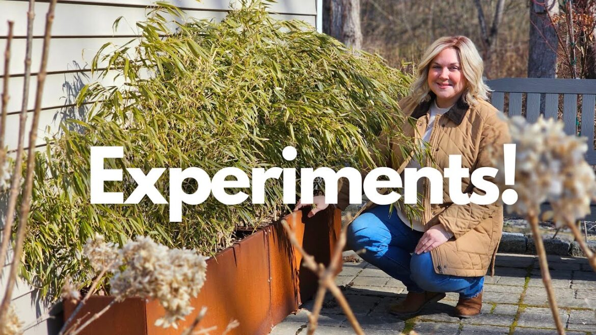 Garden Tour, Testing Poppy Growing Hack, Bamboo Update, Ranunculus & More Seeds!