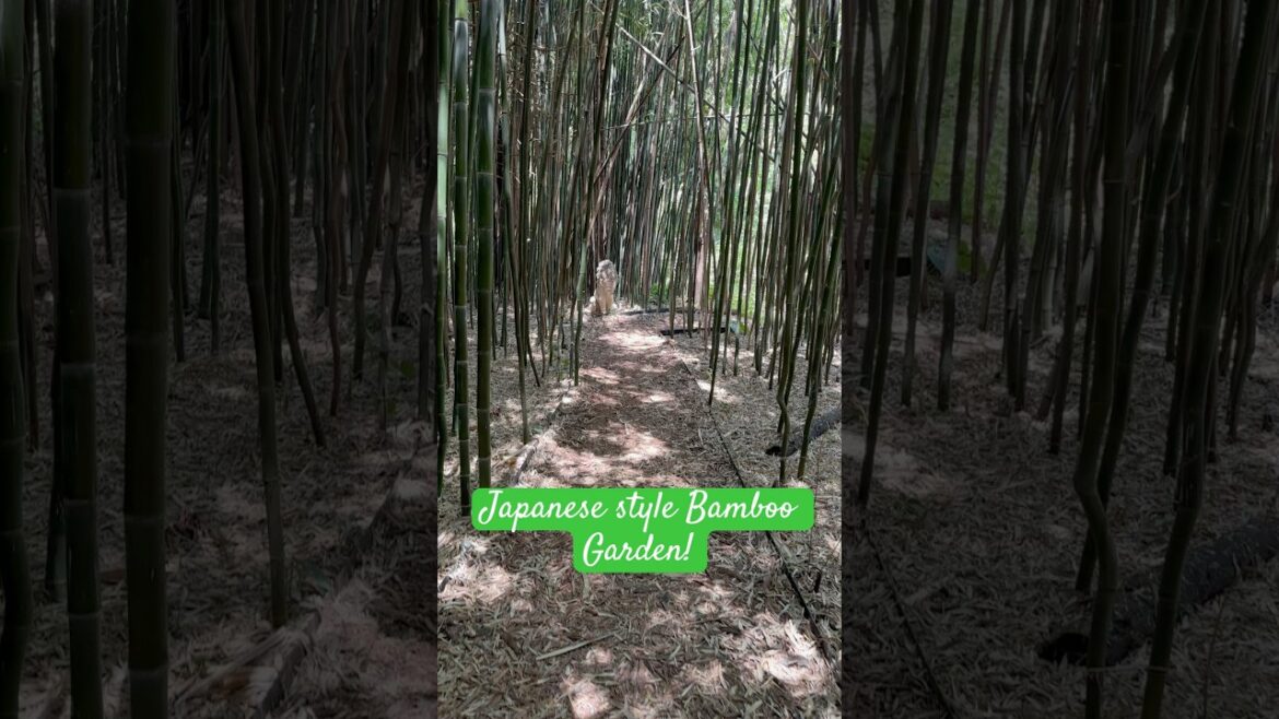 Japanese style Bamboo Garden! #shorts #japanese #travel #traveling #gardening #bamboogarden #nature