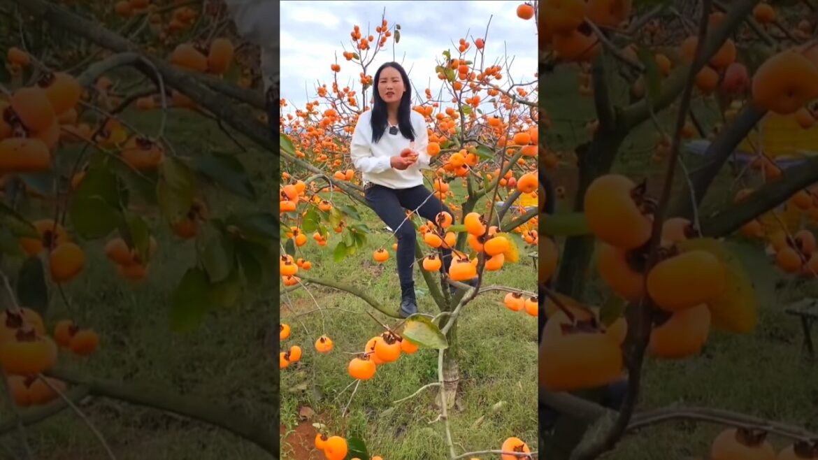 My colorful fruit garden 🍑🍊🍐🍇🍎 #shorts #fruit #nature