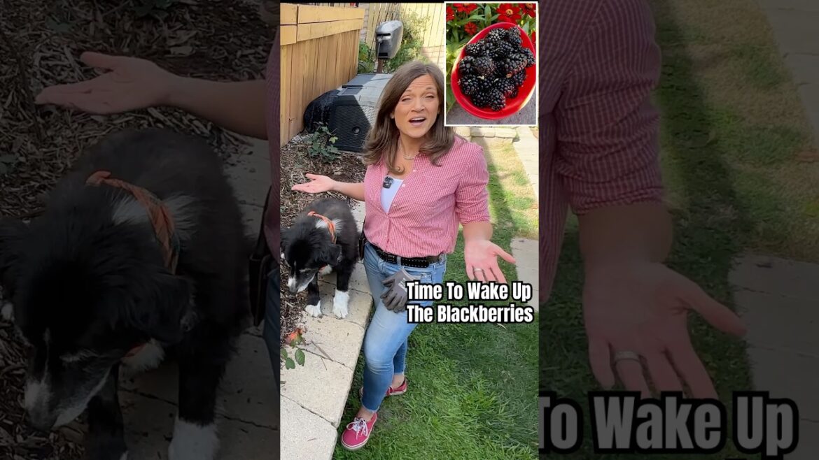 It’s Time To Wake Up The Blackberries