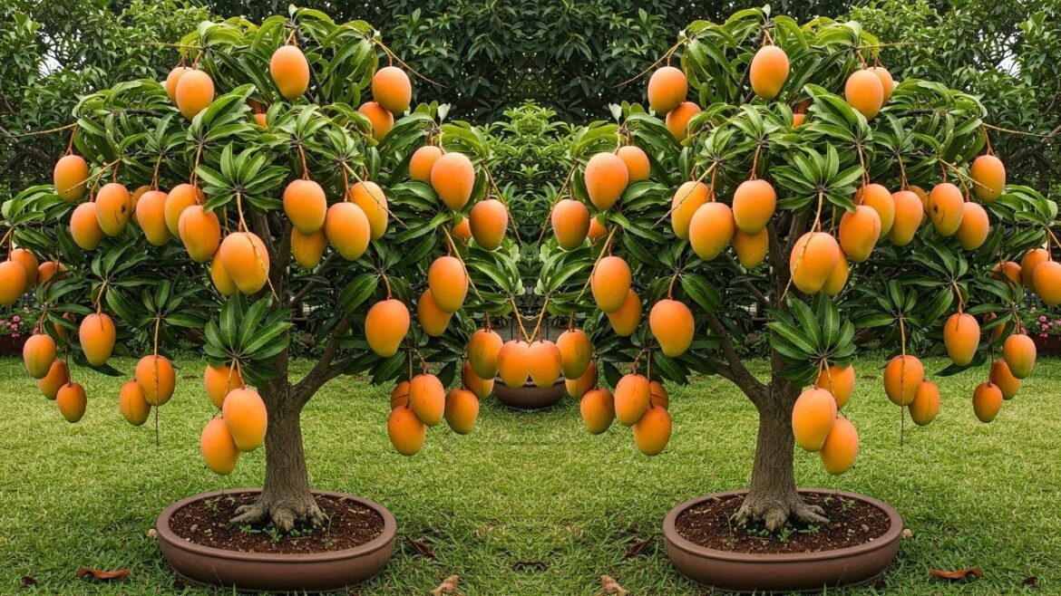 How to Grow Mango Trees Indoors – Container Gardening Guide