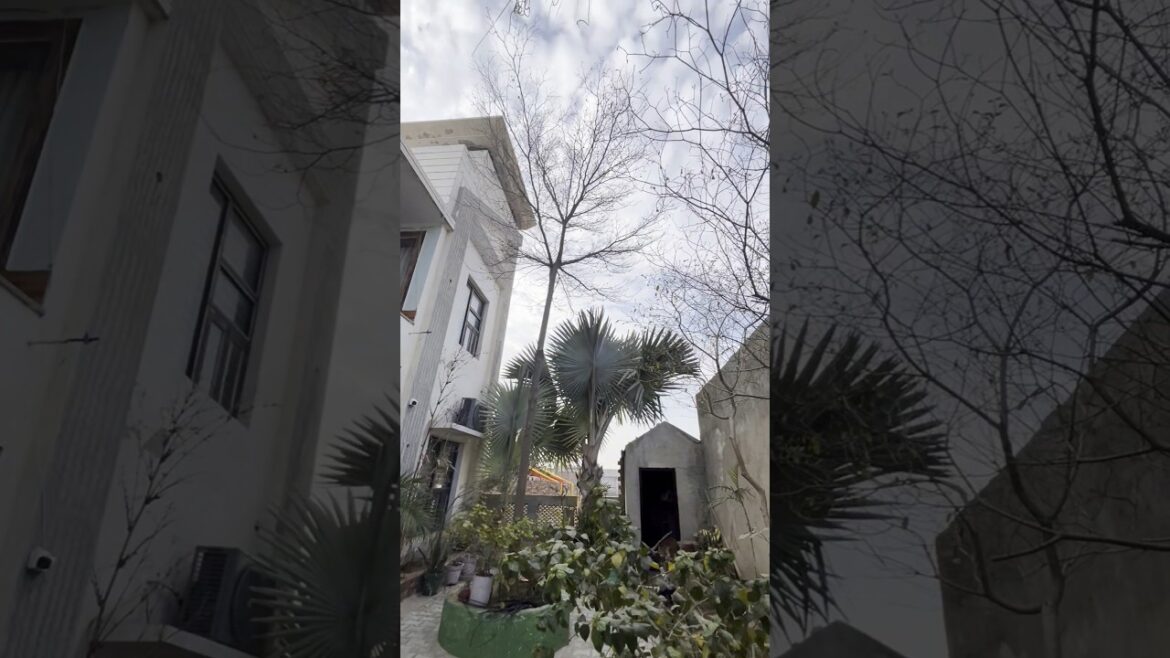 ਸ਼ੌਂਕ ਦੇ ਤੰਦ #organicfarming #vegetablegardening #shorts #youtubeshorts