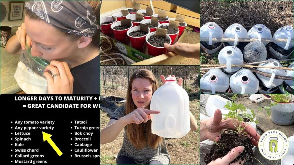 Seed Starting: What Garden Centers WON’T Tell You Seed Starting: What Garden Centers WON'T Tell You