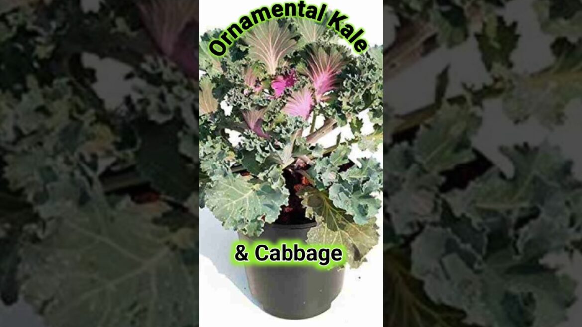 Ornamental kale & Cabbage ll  #decembergarden #shorts ll