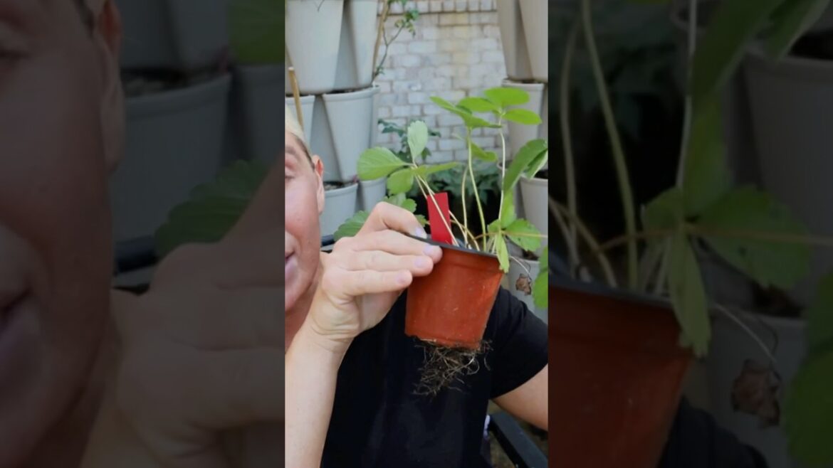 Endless Supply of Strawberry Plants!!🍓 #garden #gardening #strawberry #plants #diy #homesteading