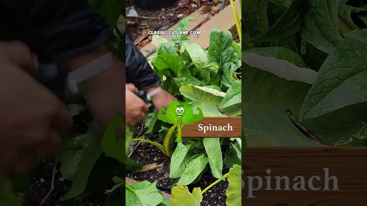 California Gardening: Endless Harvest: Broccoli, Cilantro & Spinach That Keep on Giving! Endless Harvest: Broccoli, Cilantro & Spinach That Keep on Giving!
