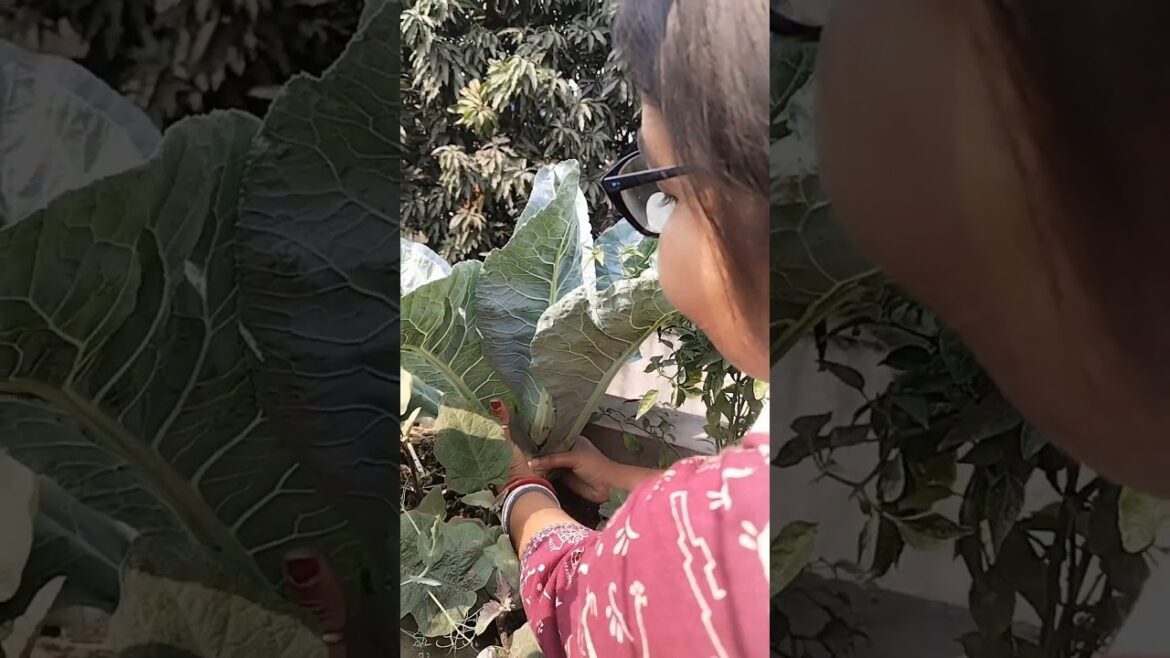ছাদের অল্প মাটিতে ফুলকপি রং ফলন দেখুন।। #gardening #trends #rooftopgarden