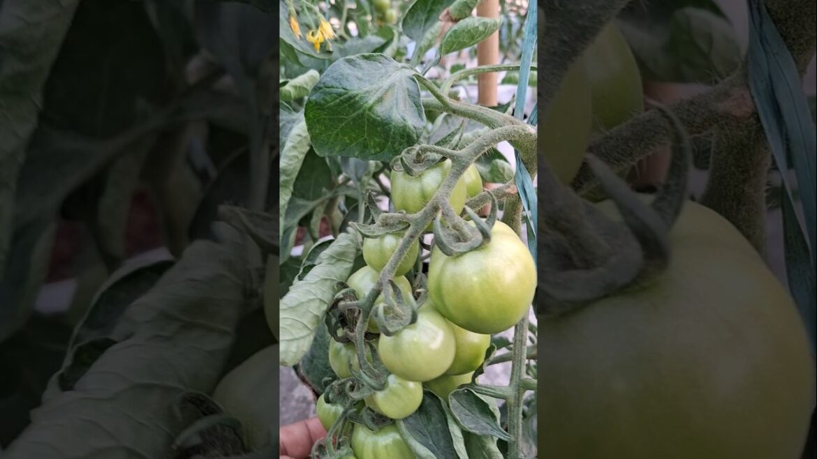 Hydroponic Tomato Farming l #12 #Hydroponic #Tomato  #Farming  #B&B AGRICULTURE Hydroponic Tomato Farming l #12 #Hydroponic #Tomato  #Farming  #B&B AGRICULTURE
