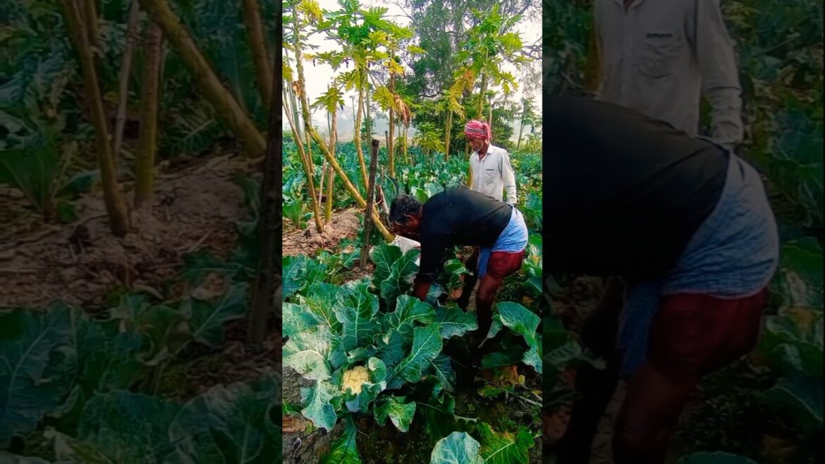 How Farmers Harvest Cauliflower in the Early Morning 🌱🚜 #shorts