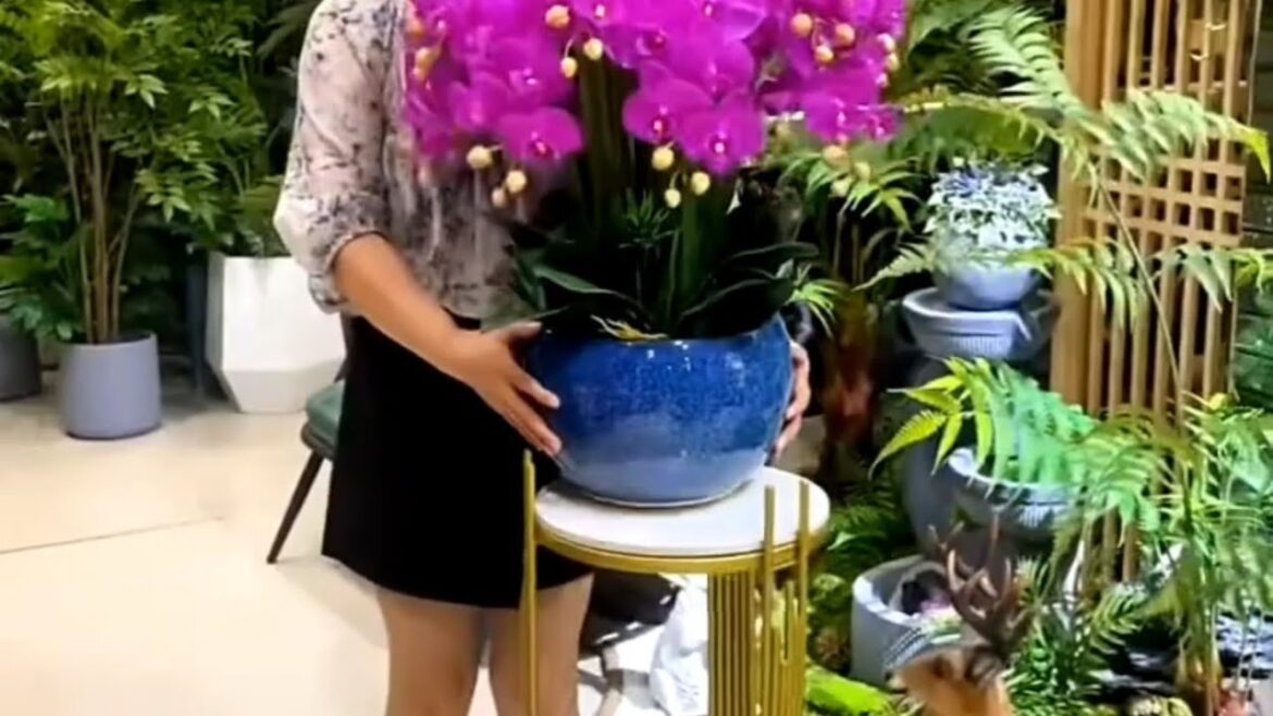 Indoor Plants Decoration Collection (Part -3)