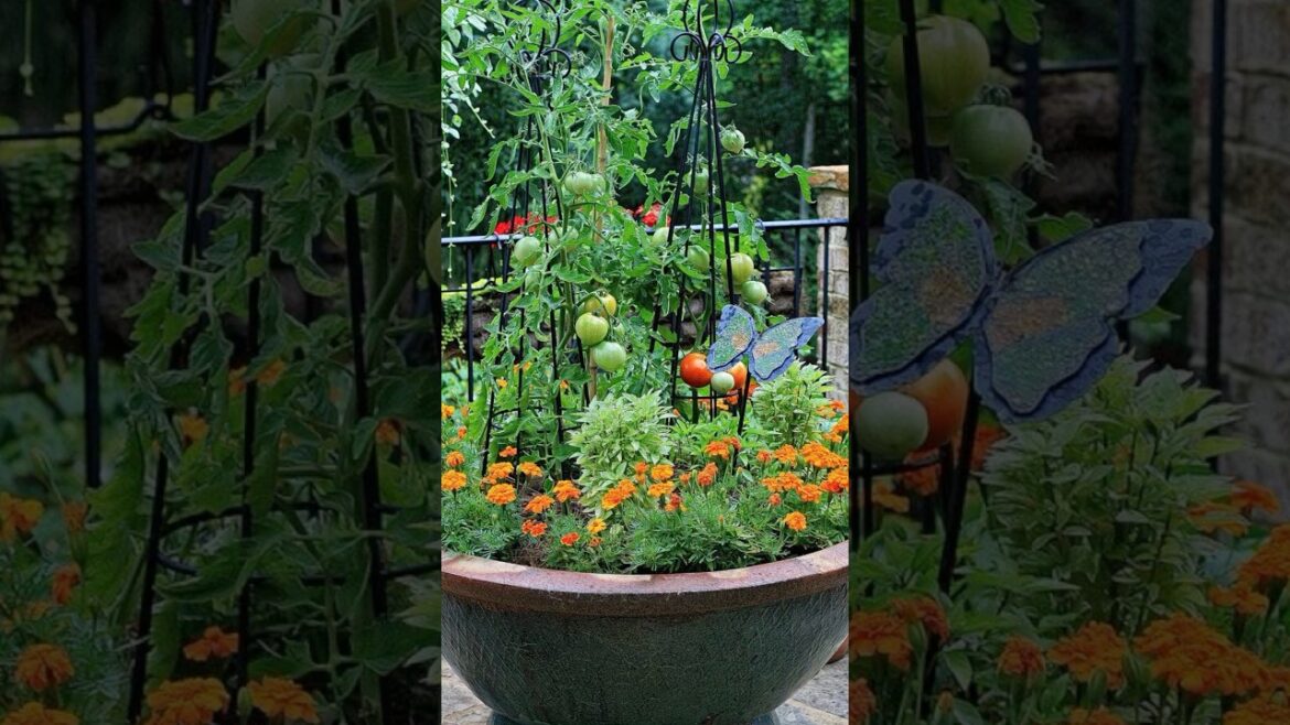 Vegetable GARDEN ideas for home