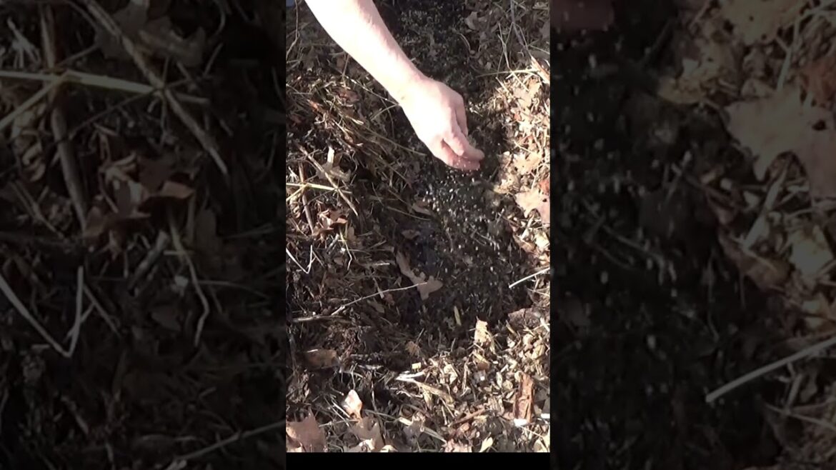 How I plant carrots #garden #growfoodnotlawns #gardenmulch