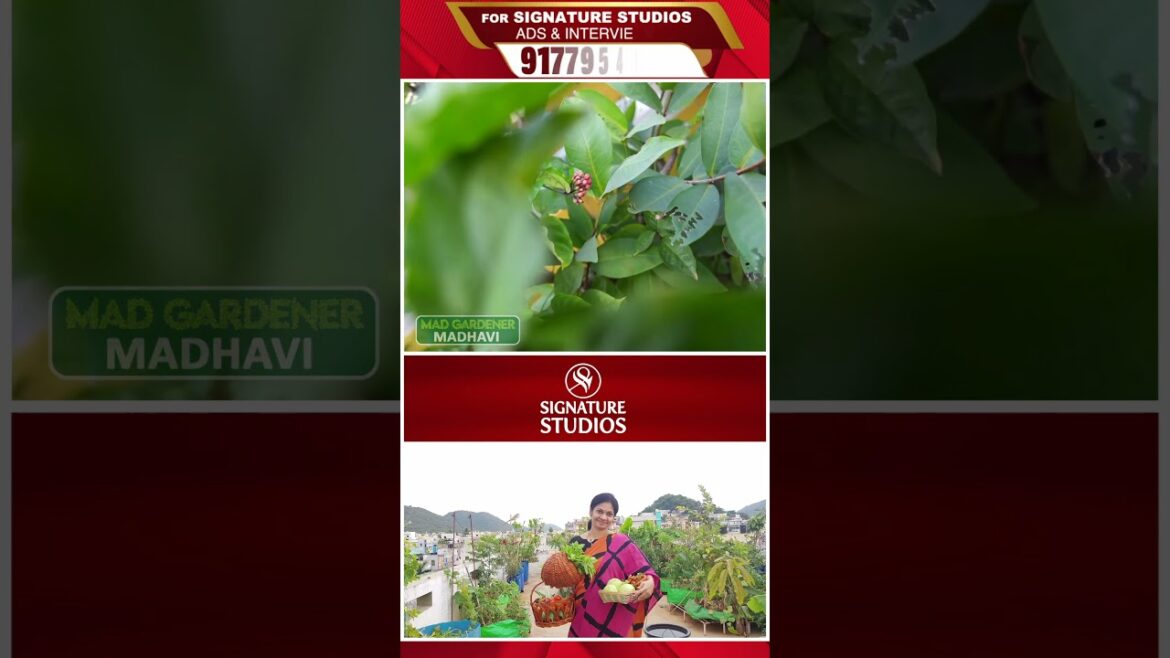 @MADGARDENER Mad Gardener Madhavi Special Interview | Signature Studios