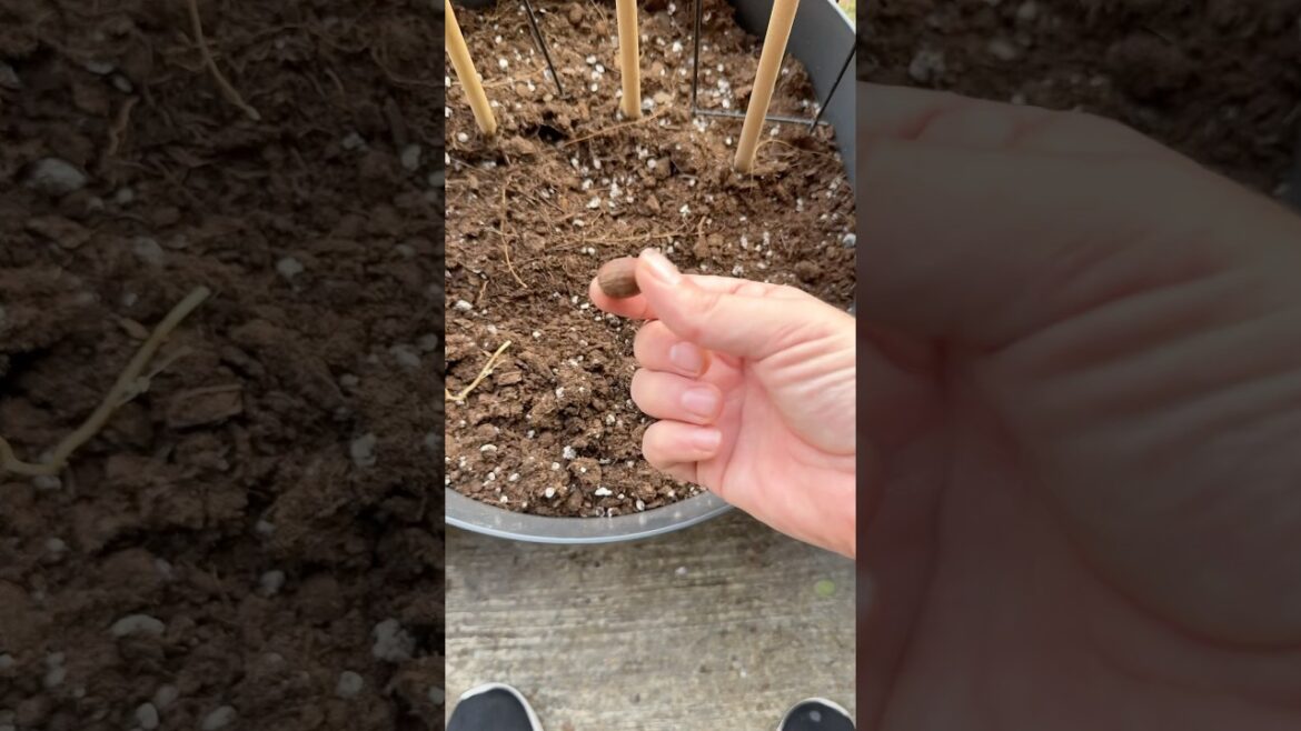 SQUIRREL's CHOICE planter of my 2025 porch garden! #squirrel #squirreladventures #porchgarden