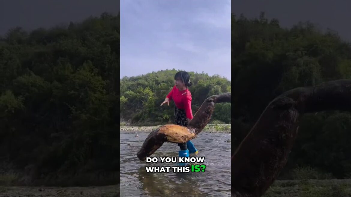 Kudzu Explained: The Fastest Growing Plant in the World #shortsvideo  #farming