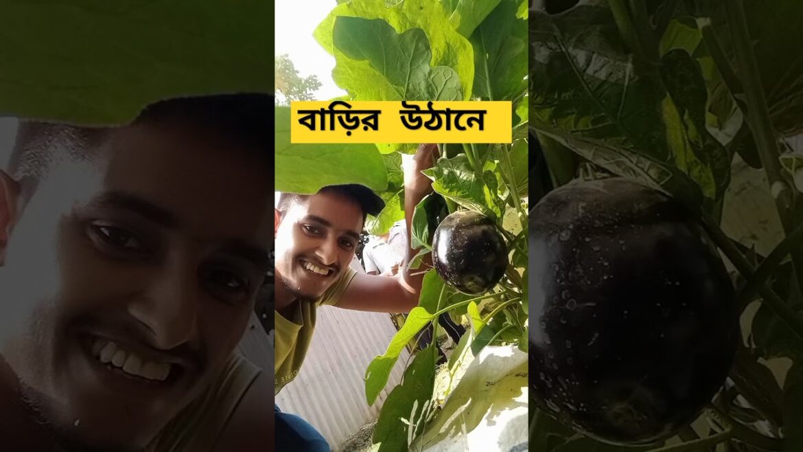 বাড়ির উঠানের বাগান। Mahmud Garden । #gardeningideas #minivlog #farming #gardeningtips #ছাদবাগান বাড়ির উঠানের বাগান। Mahmud Garden । #gardeningideas #minivlog #farming #gardeningtips #ছাদবাগান