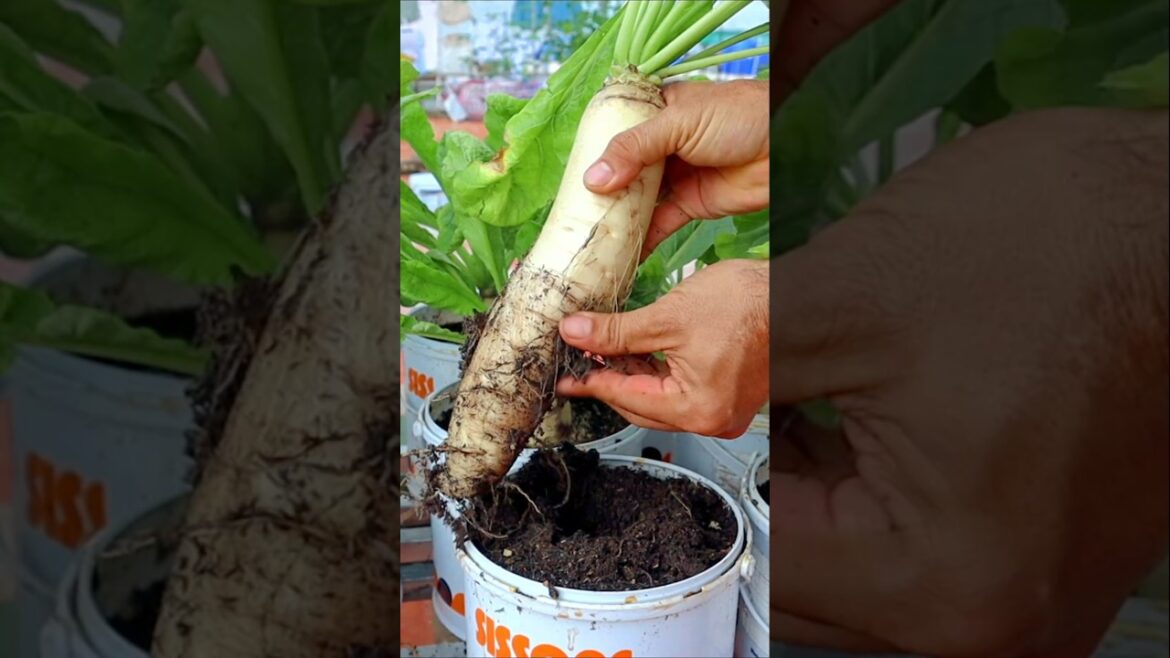 Container garden- Radish harvesting #radish #v87garden #gardening #shorts