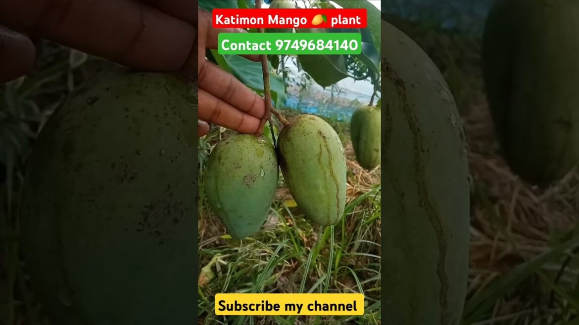 Katimon Mango 🥭 plant 🥰🇮🇳✈️📲9749684140#shorts#fruit #gardening #supply plant nursery