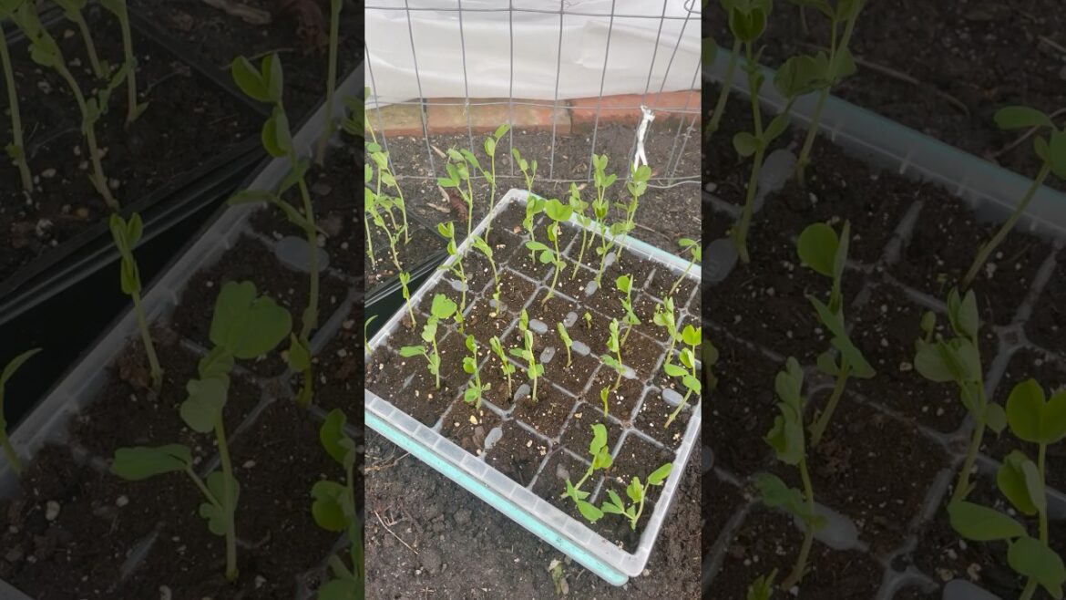 Golden Sweet Snow Pea: A Beautiful Unique Variety #Peas #growyourownfood #garden #spring #snowpeas