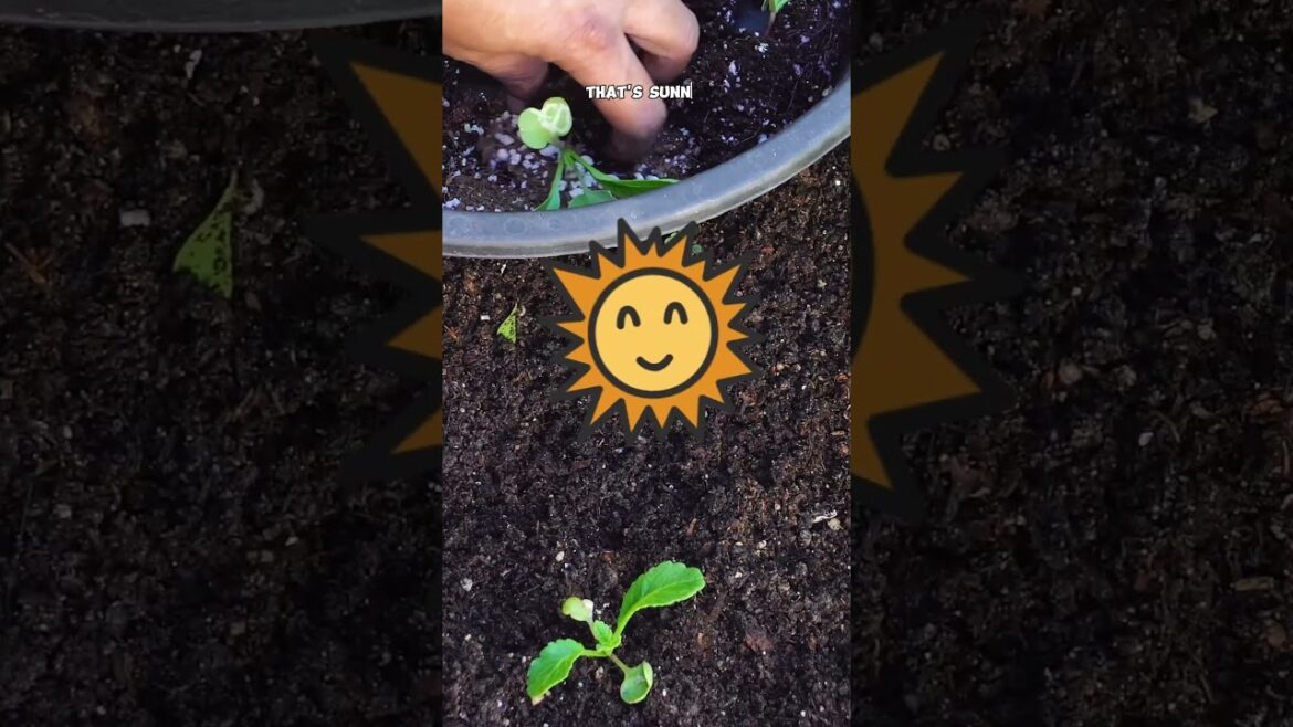 Growing Watermelon Radish: From Seed to Table in a Snap!