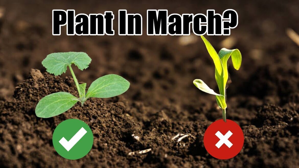 California Garden TV: 10 Vegetables to Plant in March 2025 10 Vegetables to Plant in March 2025