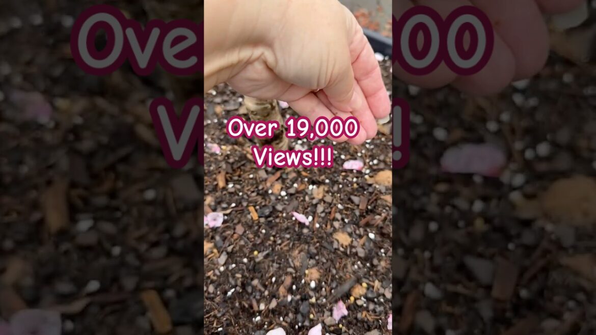 PLANT this ONCE and never have to PLANT it AGAIN! #gardening #seedstarting #gardenflowers #shorts