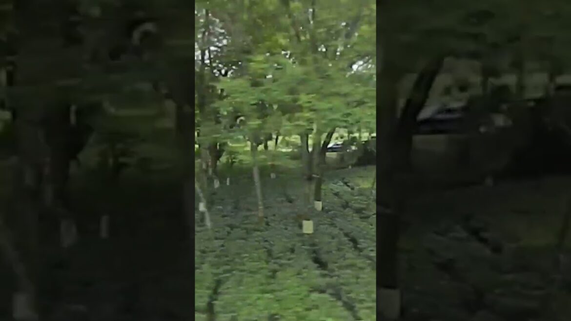 Beautiful tea garden in west Bengal #teagarden #teagardenboardgame #teagardenmysteryseries #teagarde