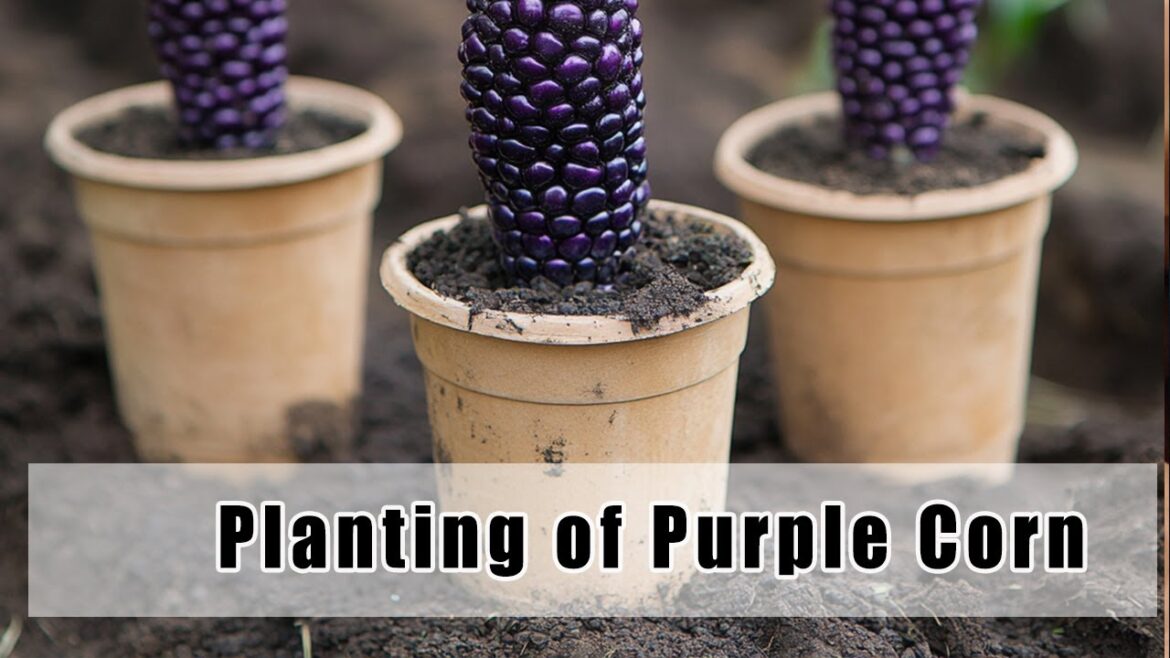 How to Grow Purple Corn at Home – Easy & Nutritious!