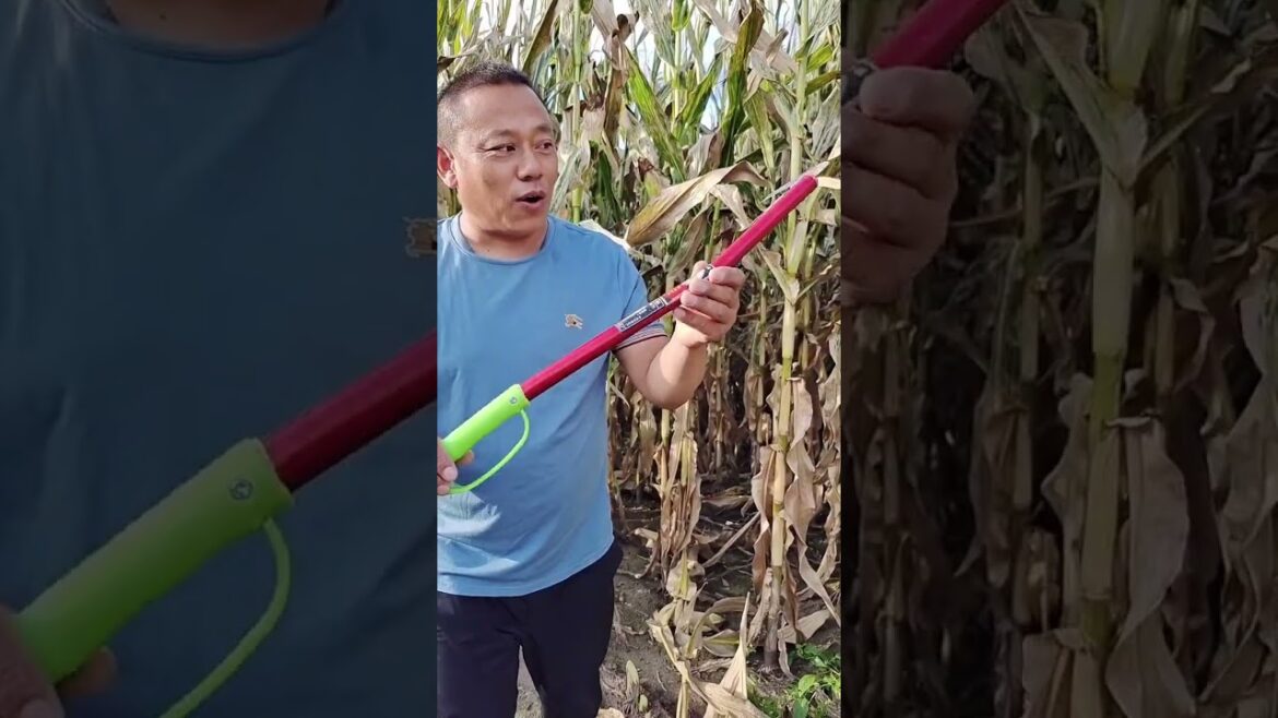 Rural Farmer grow specialty peppers #20807