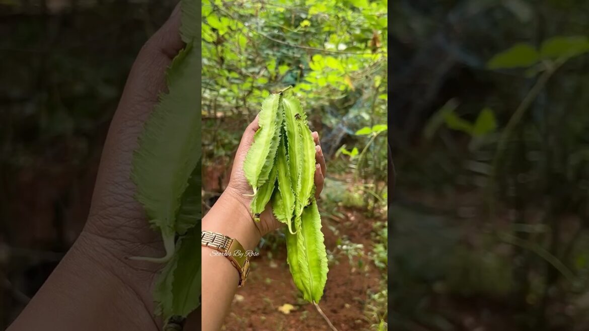 Chathurapayar 🫛🫛 #shortsfeed #youtubeshorts #beans #vegetable #harvest #nature #crop #cultivation