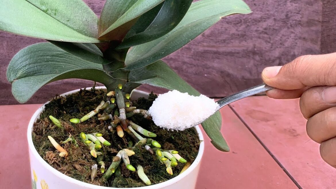 Sprinkle 1 teaspoon! Suddenly the orchid grew 1001 roots and bloomed super flowers Sprinkle 1 teaspoon! Suddenly the orchid grew 1001 roots and bloomed super flowers