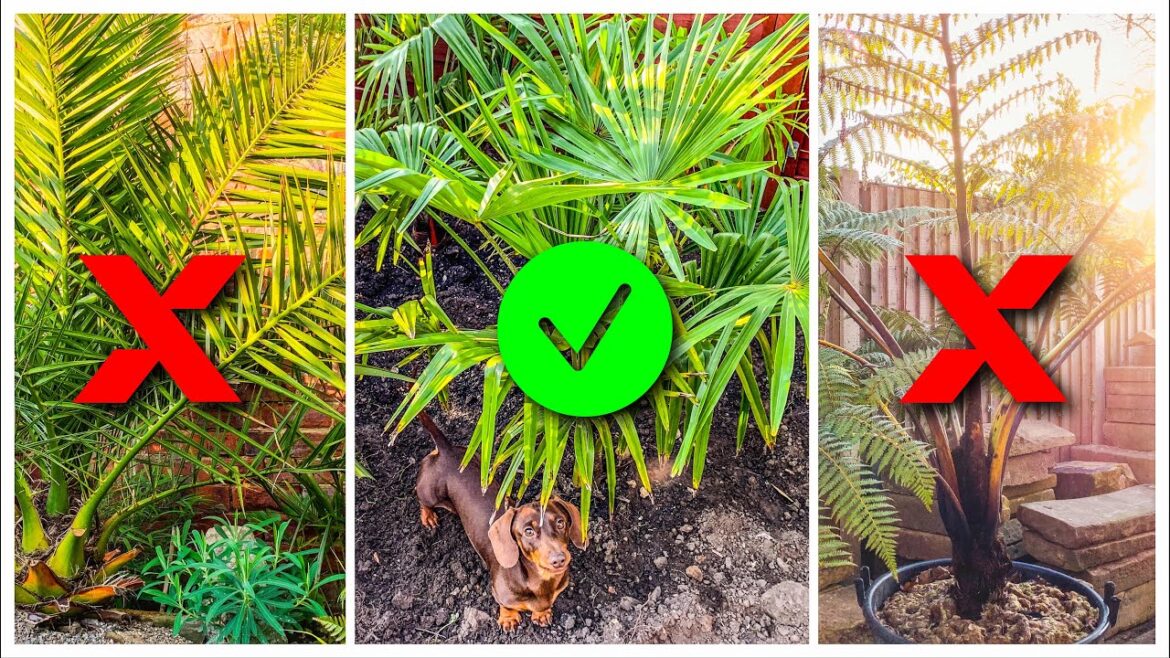 5 Tropical Style Garden Planting Tips (I Learned The Hard Way...)