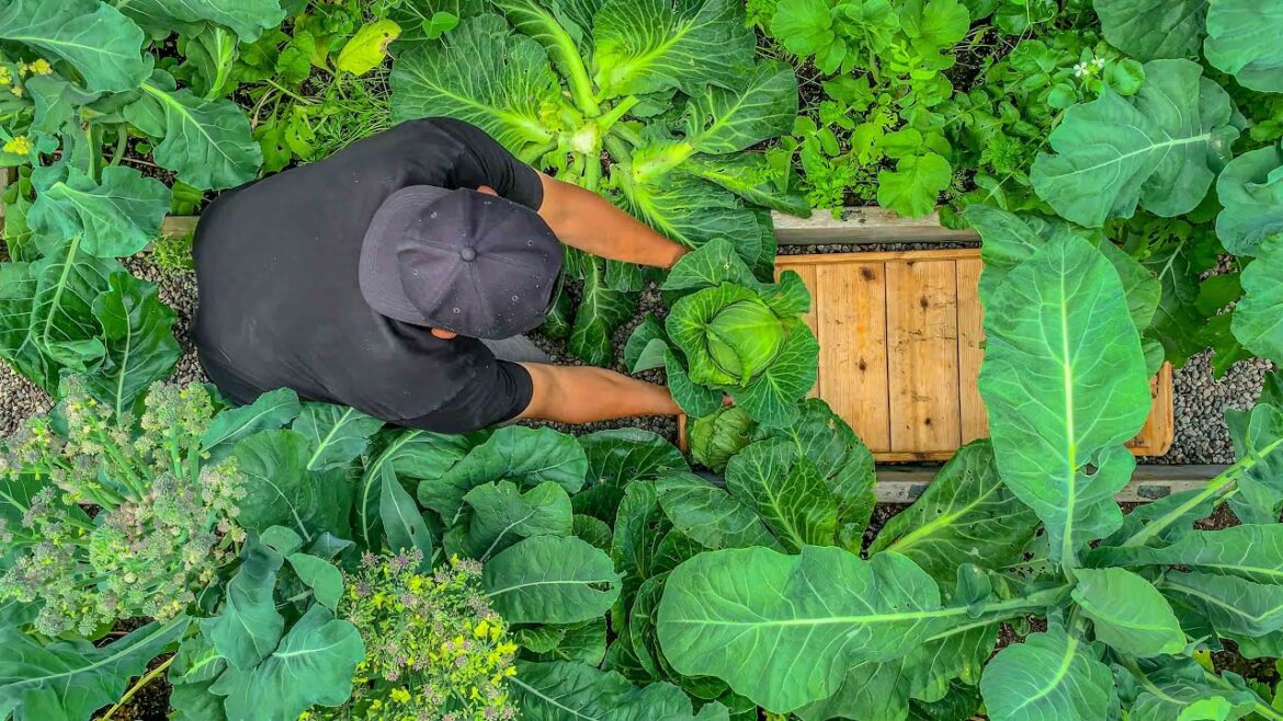 ASMR sounds from our backyard garden harvest in June