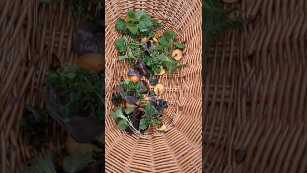 February foraging walk - winter fungi & plants I found / baby announcement #foraging #fungi #wander