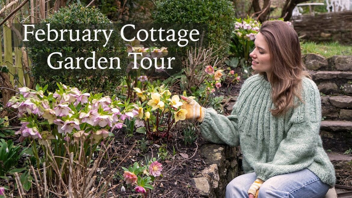 February Cottage Garden - Colourful Hellebores, Snowdrops, Runner Ducks & Willow Weaving