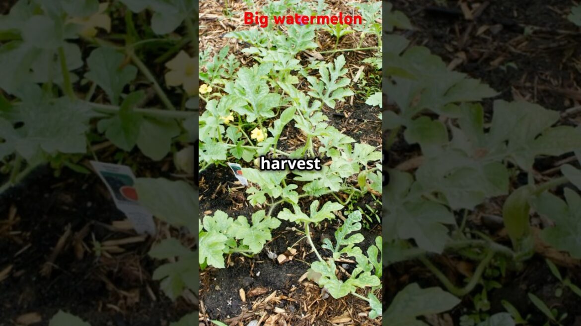 Watermelon growing #tomatogrowing #giantpumpkingrowers #fruit #vegetablegardening #garden